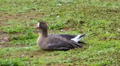 Piskulka